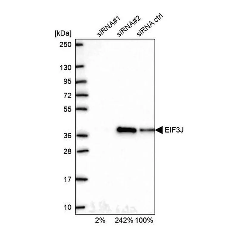Merck Anti-EIF3J antibody produced in rabbit