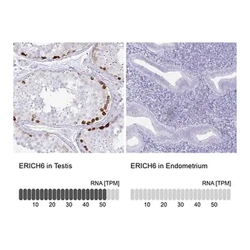 Merck Anti-ERICH6 antibody produced in rabbit