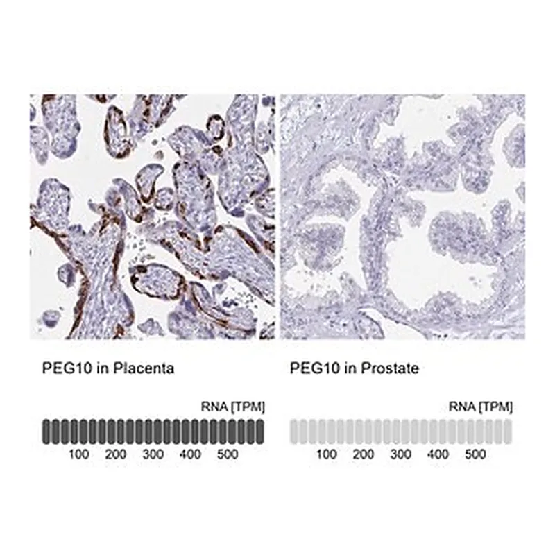 Merck Anti-PEG10 antibody produced in rabbit