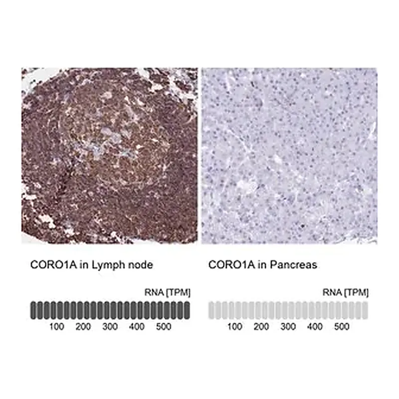 Merck Anti-CORO1A antibody produced in rabbit