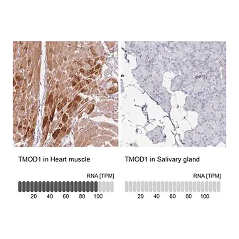 Merck Anti-TMOD1 antibody produced in rabbit