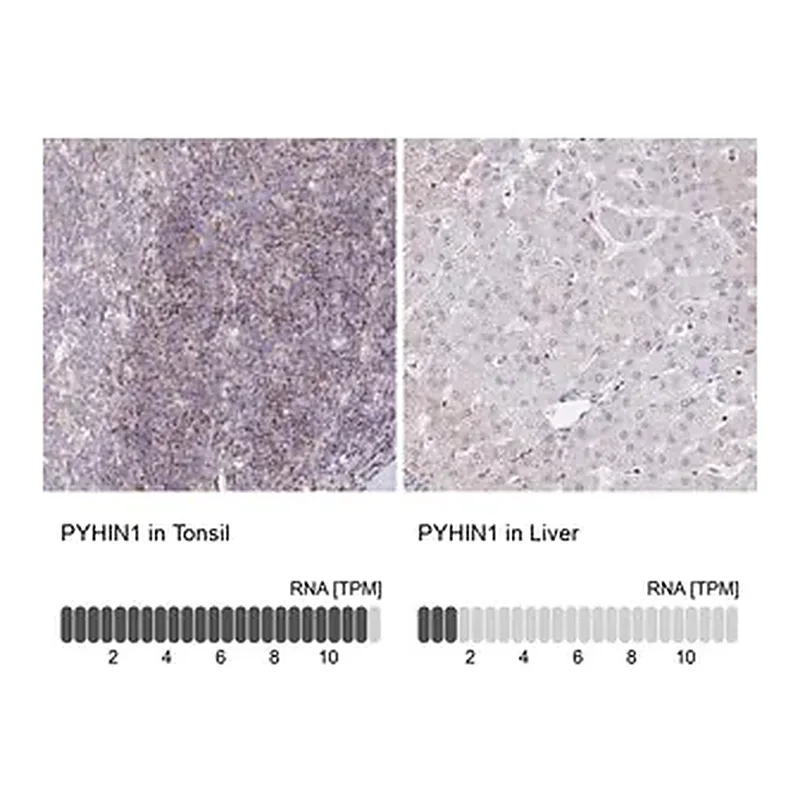 Merck Anti-PYHIN1 antibody produced in rabbit
