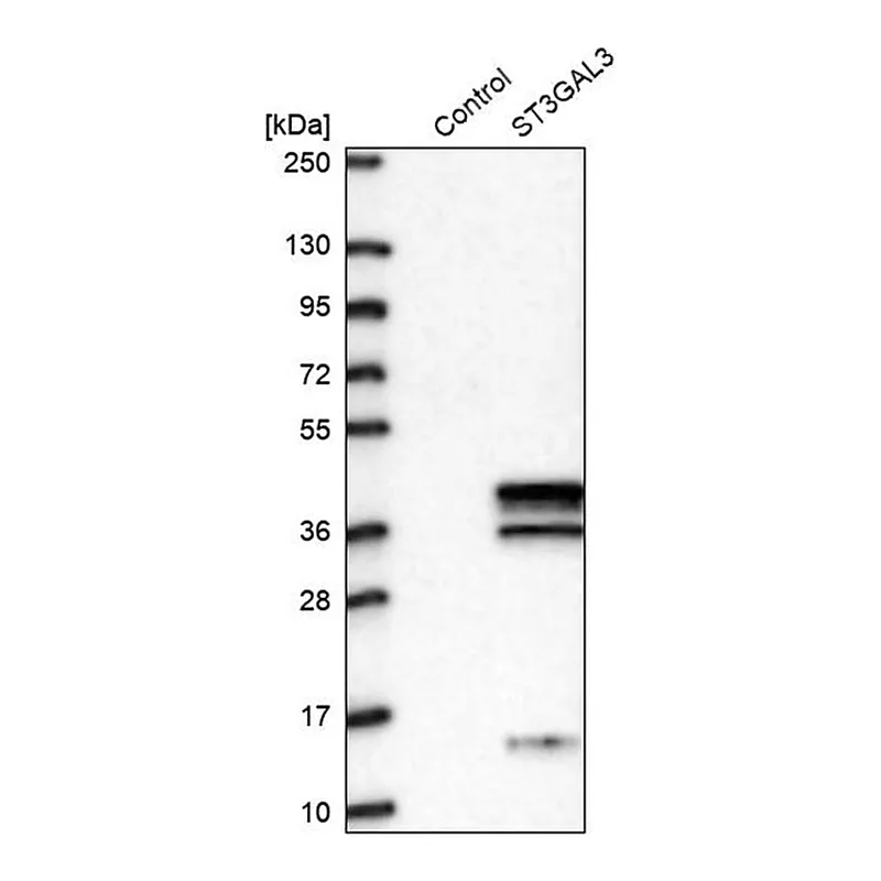 Merck Anti-ST3GAL3 antibody produced in rabbit