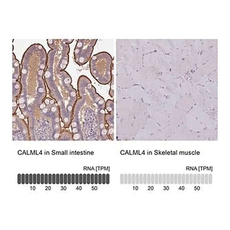 Merck Anti-CALML4 antibody produced in rabbit