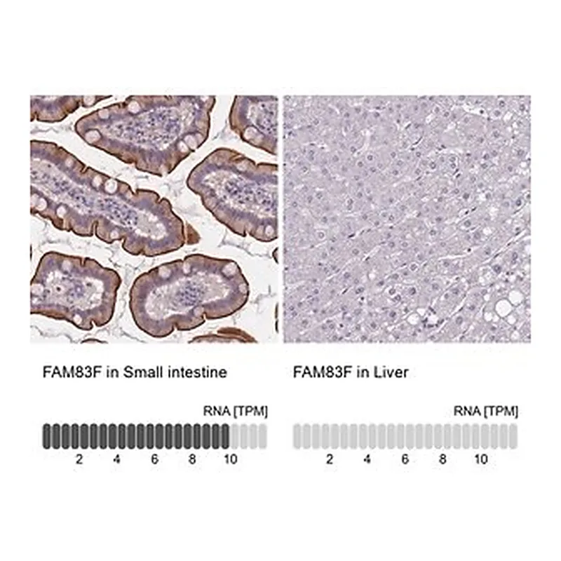 Merck Anti-FAM83F antibody produced in rabbit