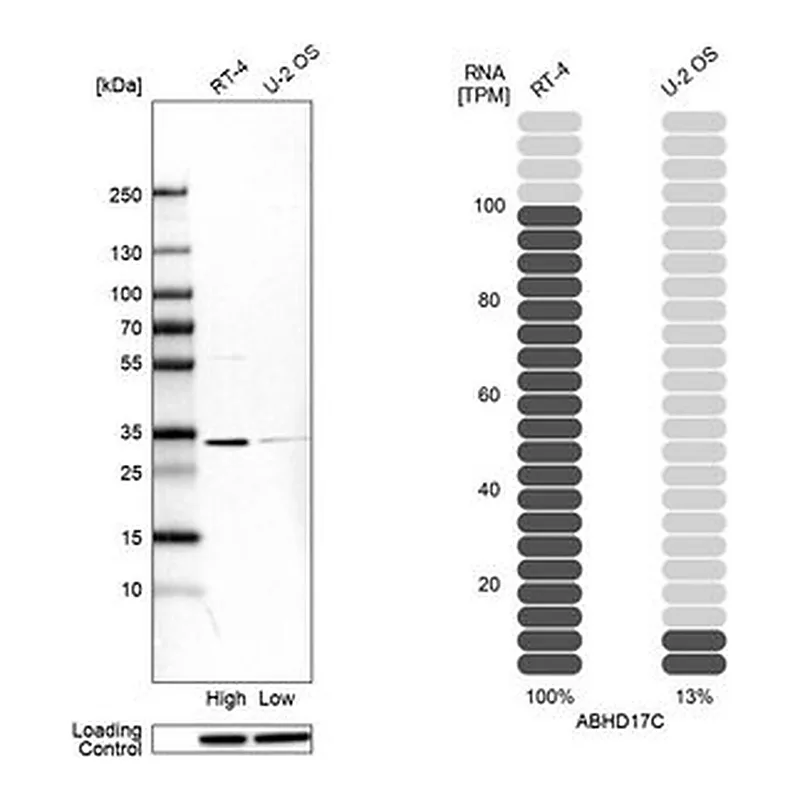 Merck Anti-ABHD17C antibody produced in rabbit