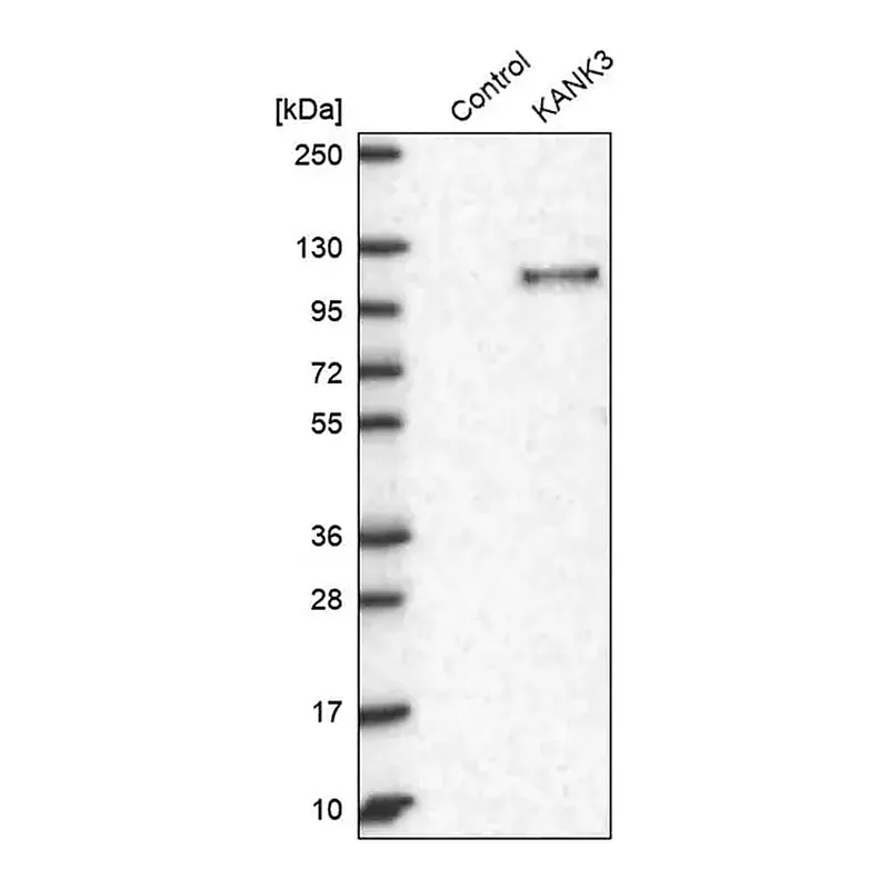 Merck Anti-KANK3 antibody produced in rabbit