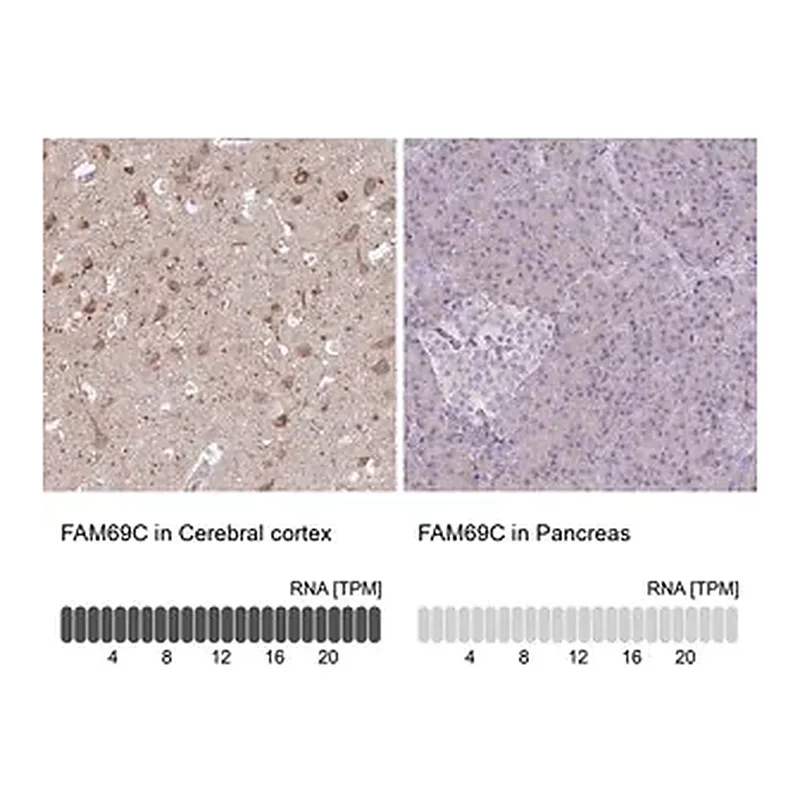 Merck Anti-FAM69C antibody produced in rabbit