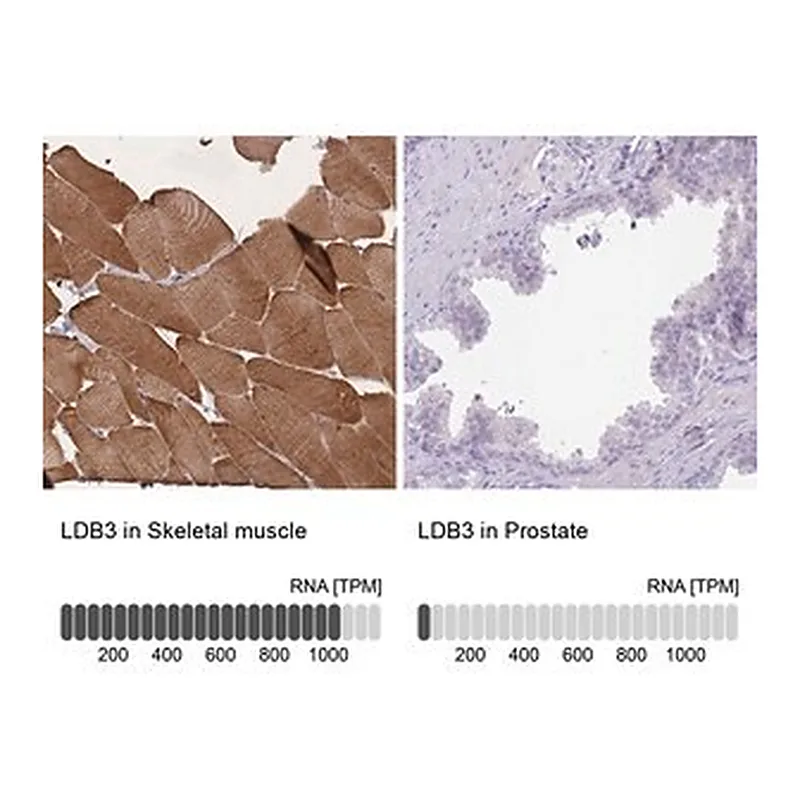 Merck Anti-LDB3 antibody produced in rabbit