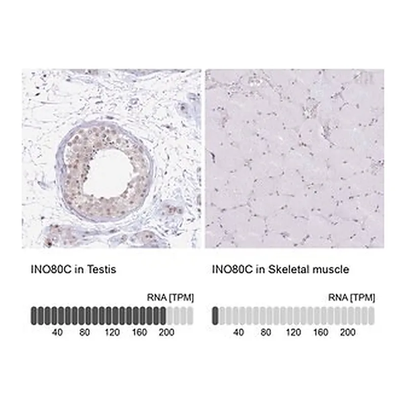 Merck Anti-INO80C antibody produced in rabbit