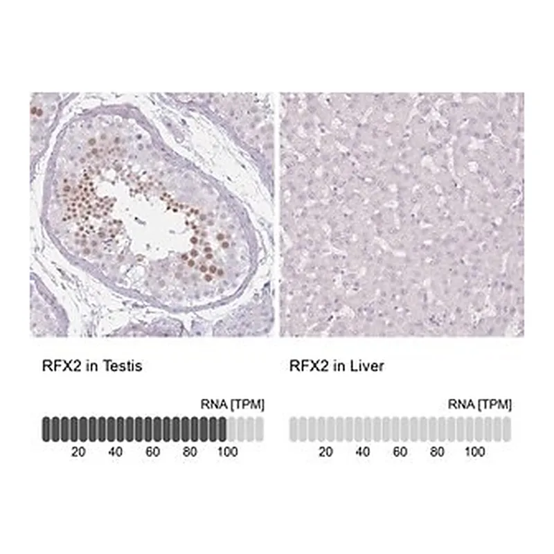 Merck Anti-RFX2 antibody produced in rabbit