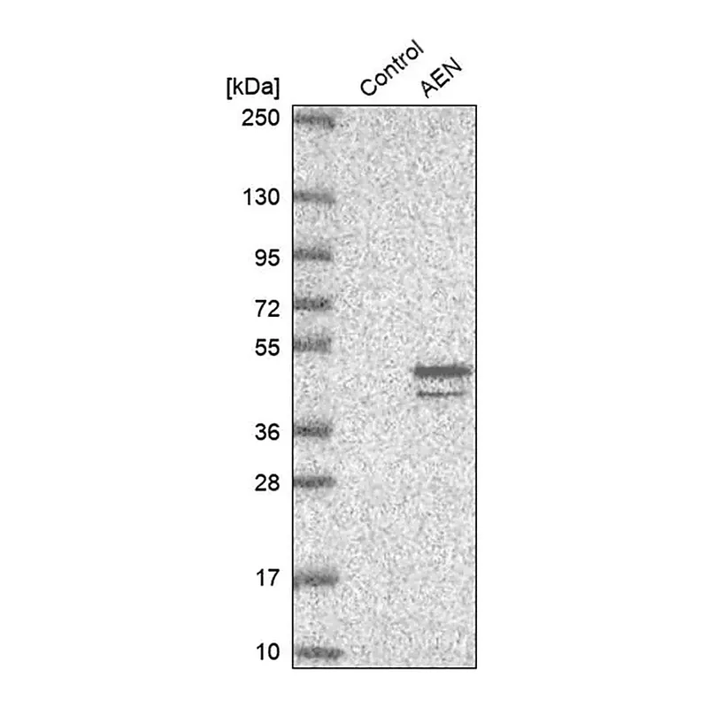Merck Anti-AEN antibody produced in rabbit