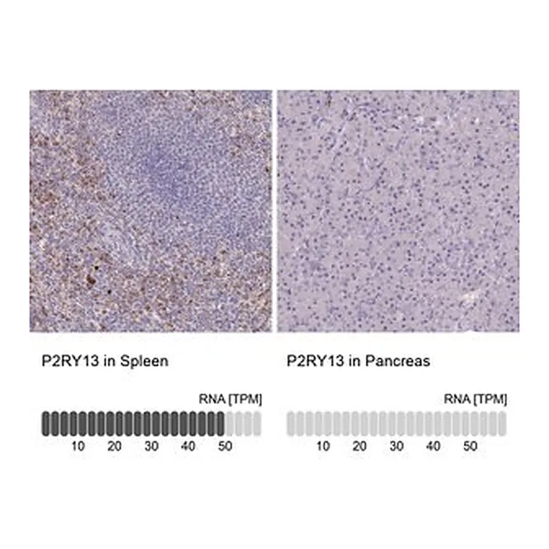Merck Anti-P2RY13 antibody produced in rabbit
