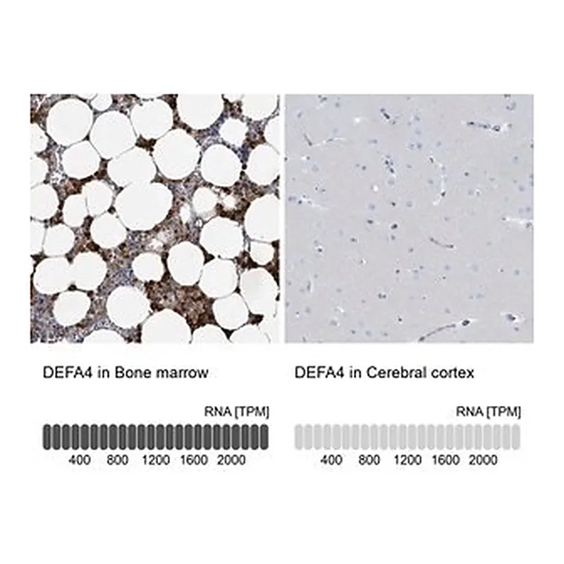 Merck Anti-DEFA4 antibody produced in rabbit