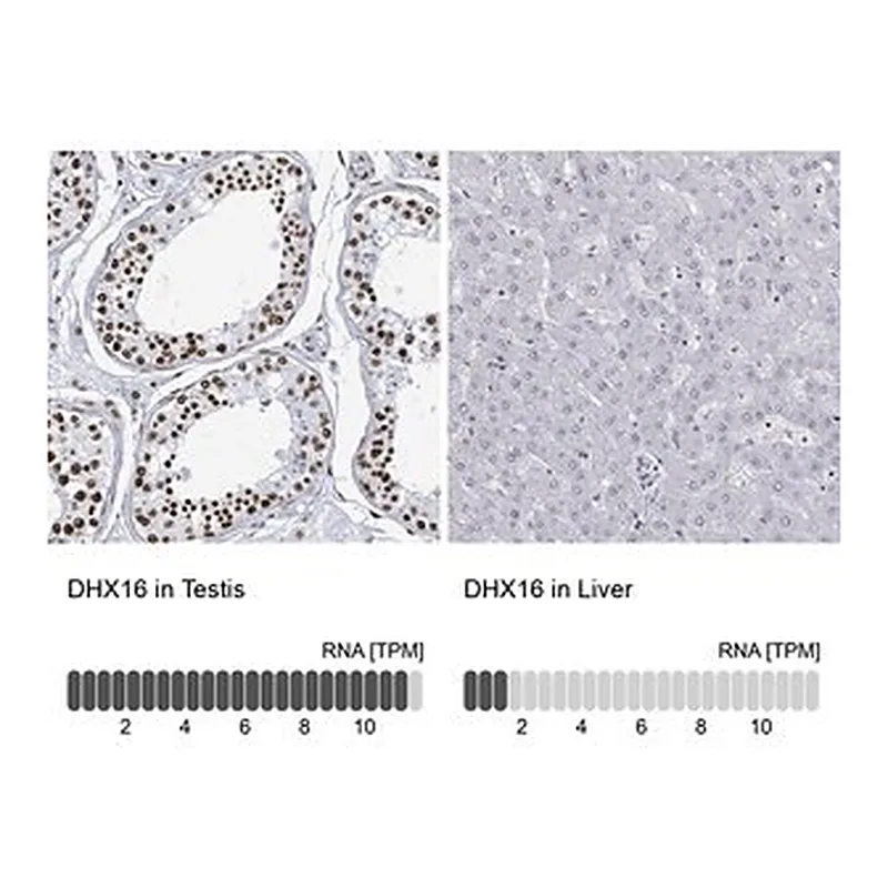Merck Anti-DHX16 antibody produced in rabbit