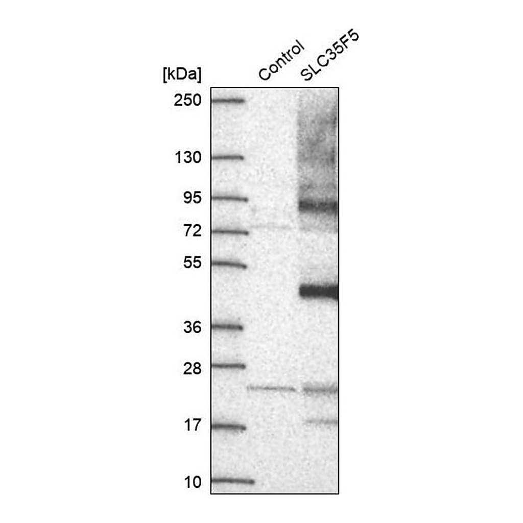 Merck Anti-SLC35F5 antibody produced in rabbit