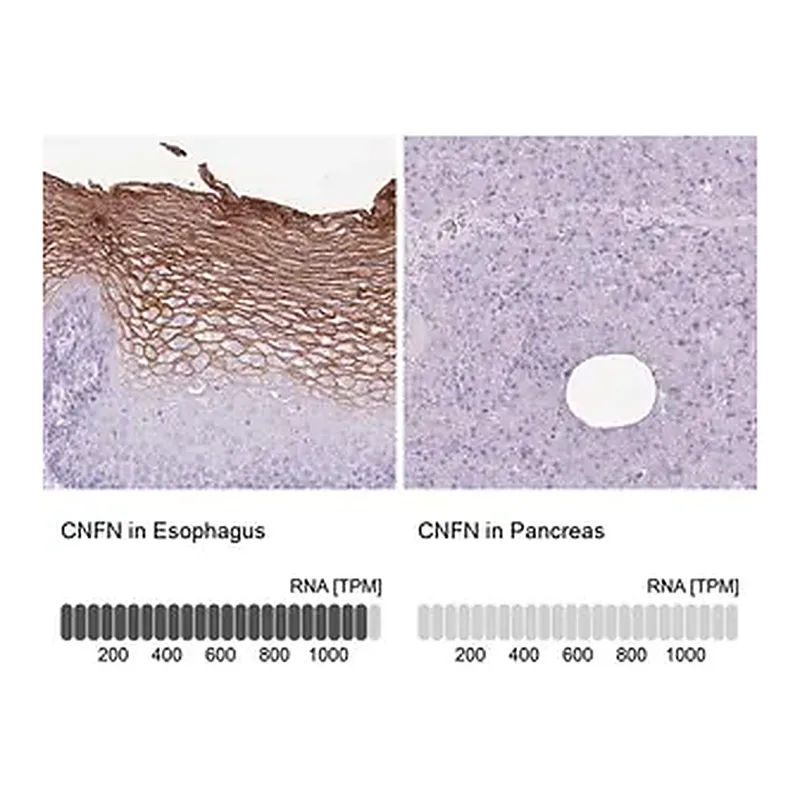 Merck Anti-CNFN antibody produced in rabbit