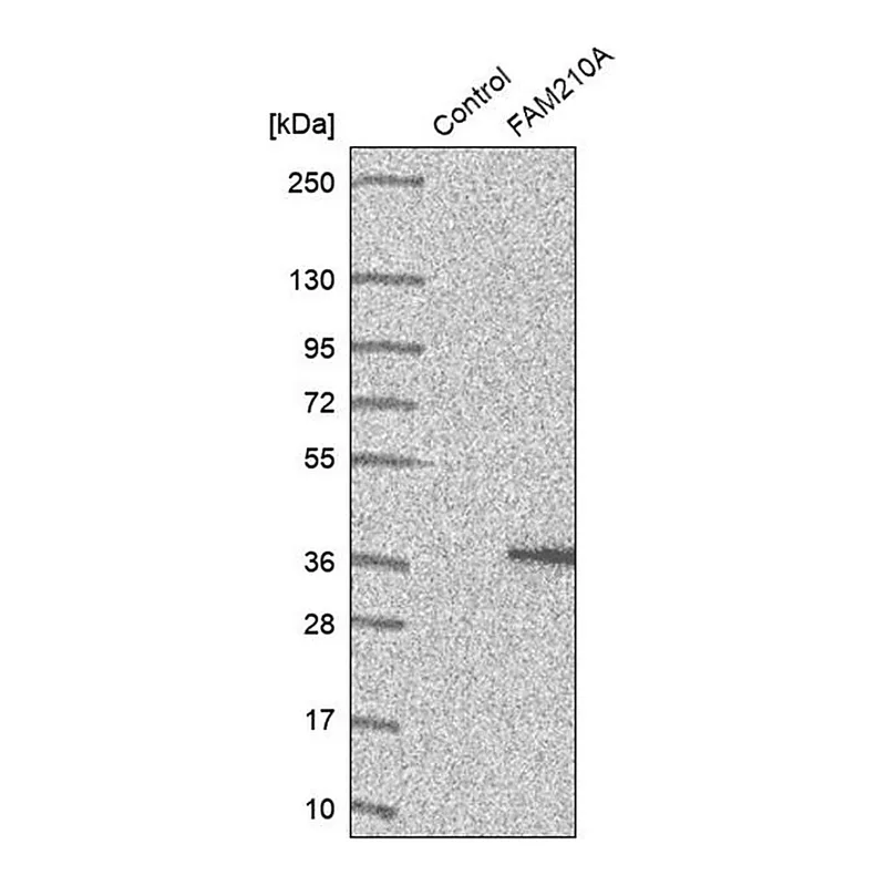 Merck Anti-FAM210A antibody produced in rabbit