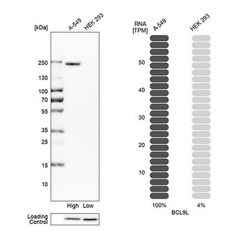 Merck Anti-BCL9L antibody produced in rabbit