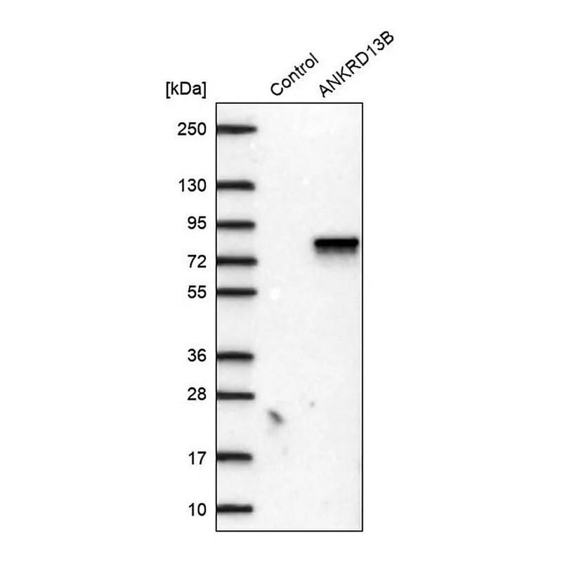Merck Anti-ANKRD13B antibody produced in rabbit