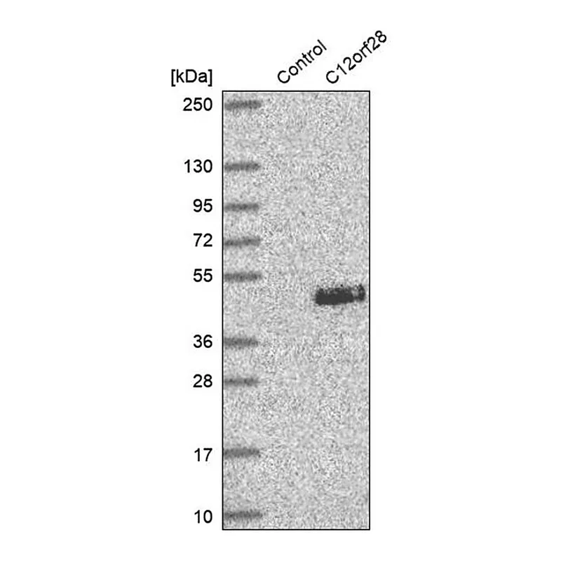 Merck Anti-MYRFL antibody produced in rabbit