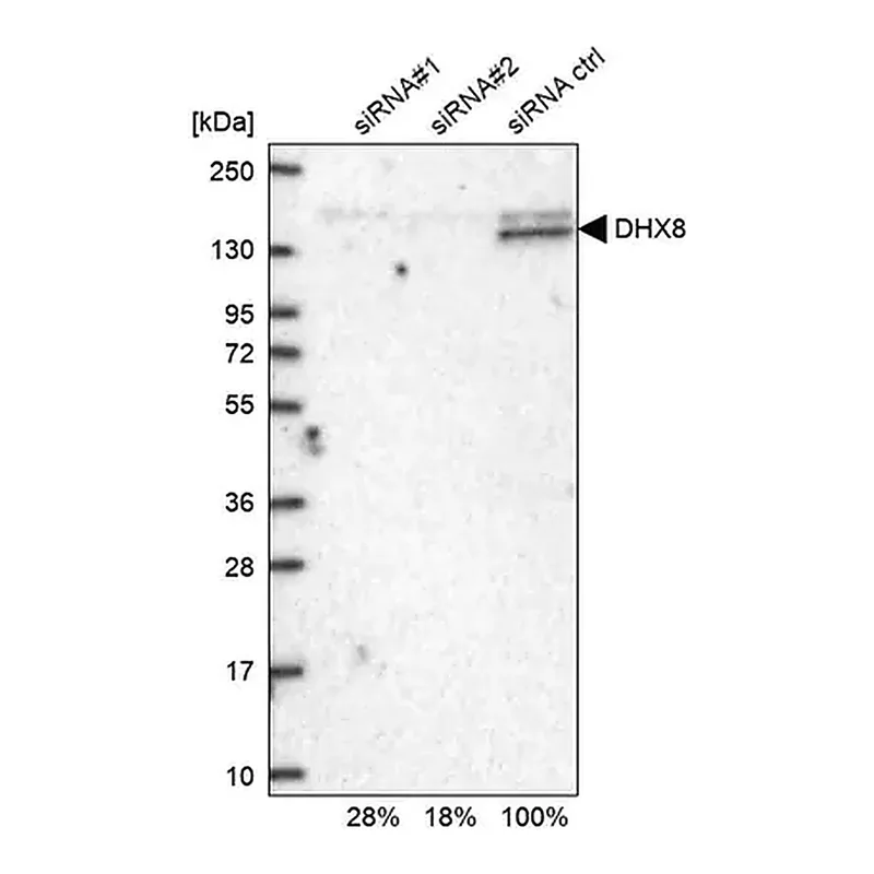 Merck Anti-DHX8 antibody produced in rabbit
