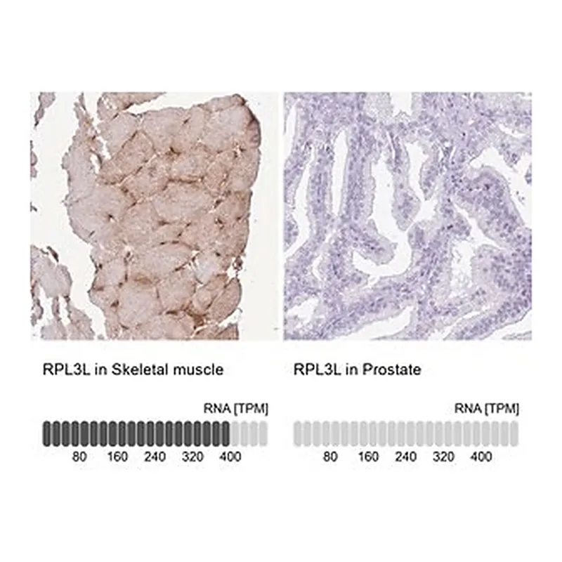 Merck Anti-RPL3L antibody produced in rabbit