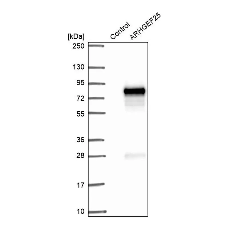Merck Anti-ARHGEF25 antibody produced in rabbit