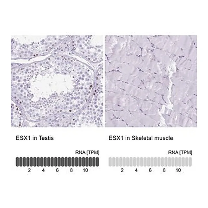 Merck Anti-ESX1 antibody produced in rabbit