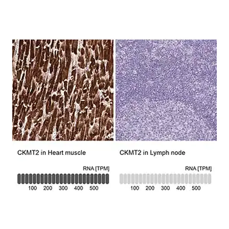 Merck Anti-CKMT2 antibody produced in rabbit