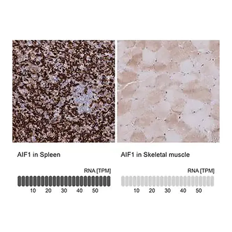 Merck Anti-AIF1 antibody produced in rabbit