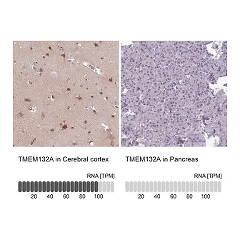 Merck Anti-TMEM132A antibody produced in rabbit