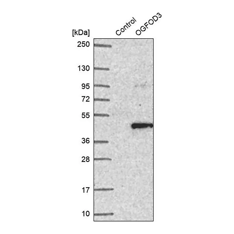 Merck Anti-OGFOD3 antibody produced in rabbit