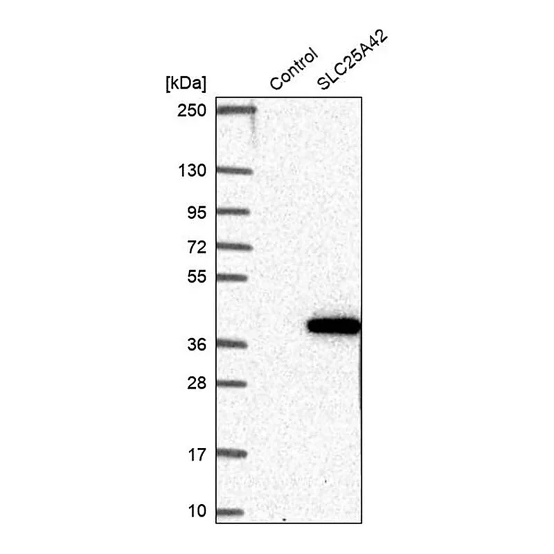 Merck Anti-SLC25A42 antibody produced in rabbit