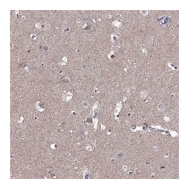 Merck Anti-ASIC2 antibody produced in rabbit