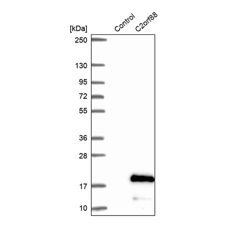 Merck Anti-C2ORF88 antibody produced in rabbit