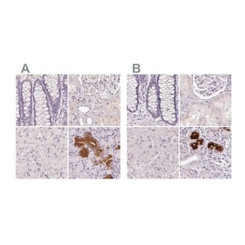 Merck Anti-BPIFB2 antibody produced in rabbit