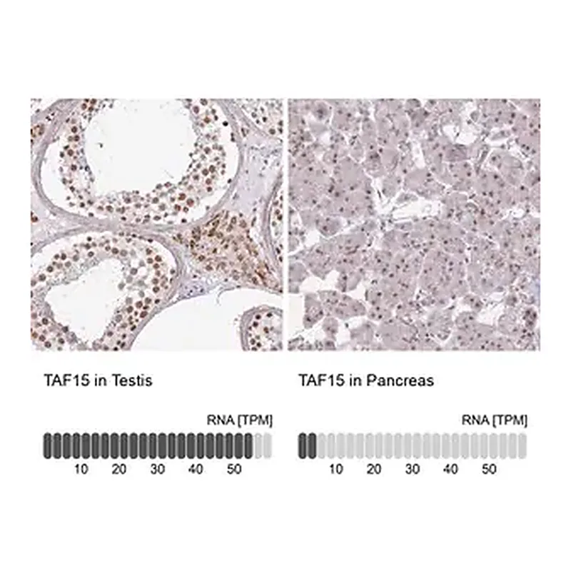 Merck Anti-TAF15 antibody produced in rabbit