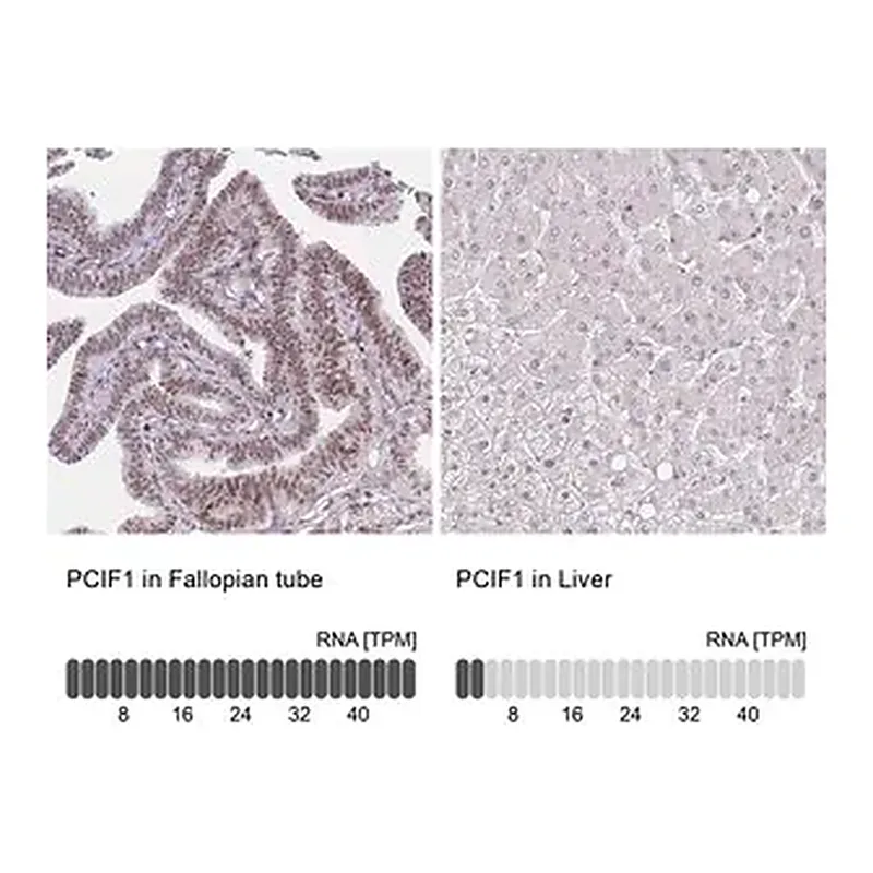 Merck Anti-PCIF1 antibody produced in rabbit