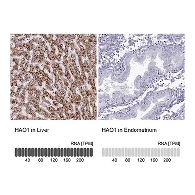 Merck Anti-HAO1 antibody produced in rabbit
