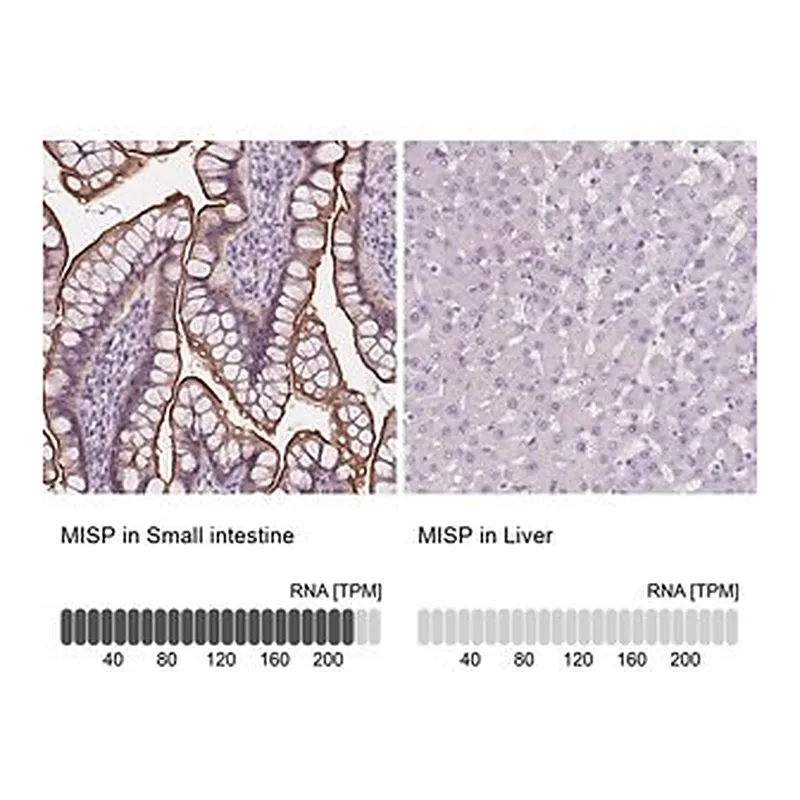 Merck Anti-MISP antibody produced in rabbit