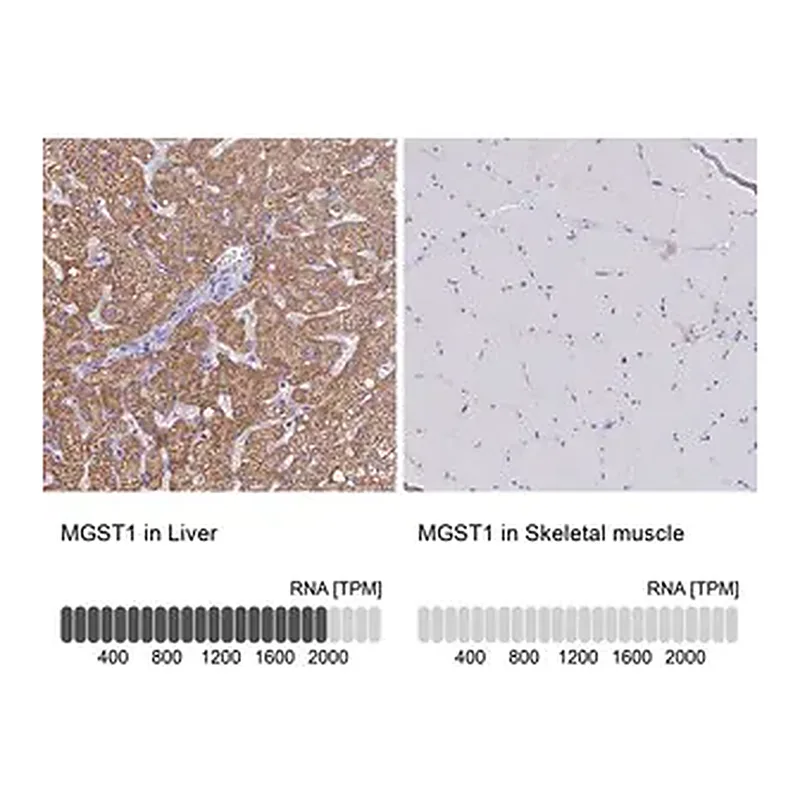 Merck Anti-MGST1 antibody produced in rabbit