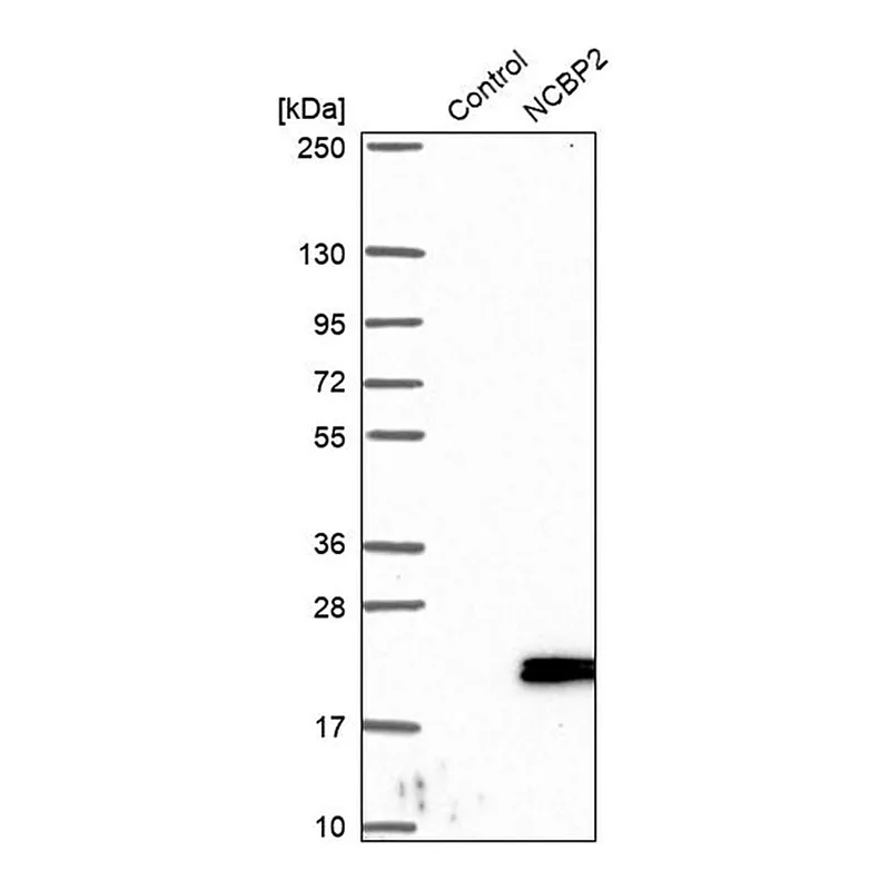 Merck Anti-NCBP2 antibody produced in rabbit