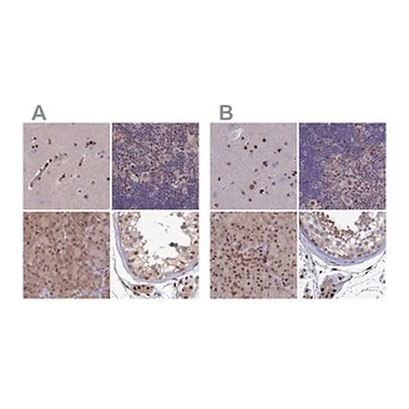 Merck Anti-DNPEP antibody produced in rabbit