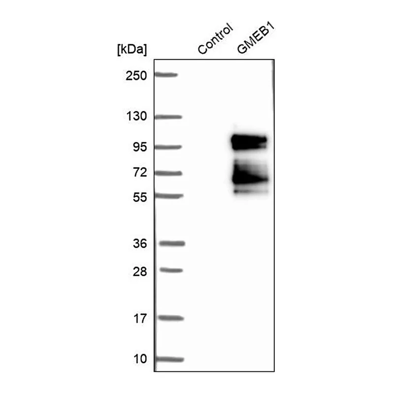 Merck Anti-GMEB1 antibody produced in rabbit
