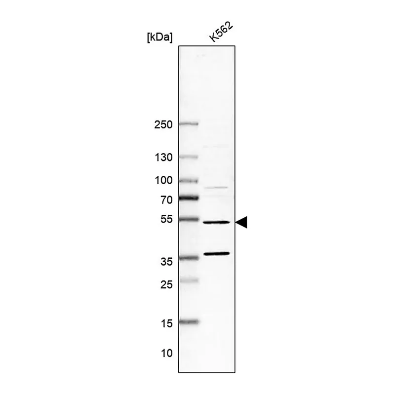 Merck Anti-MTERF1 antibody produced in rabbit