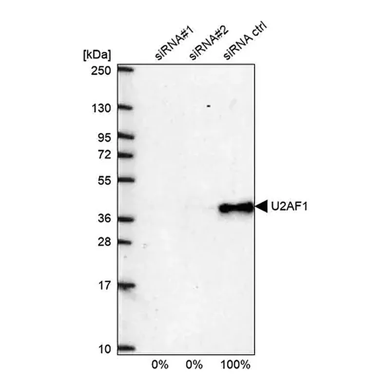 Merck Anti-U2AF1 antibody produced in rabbit