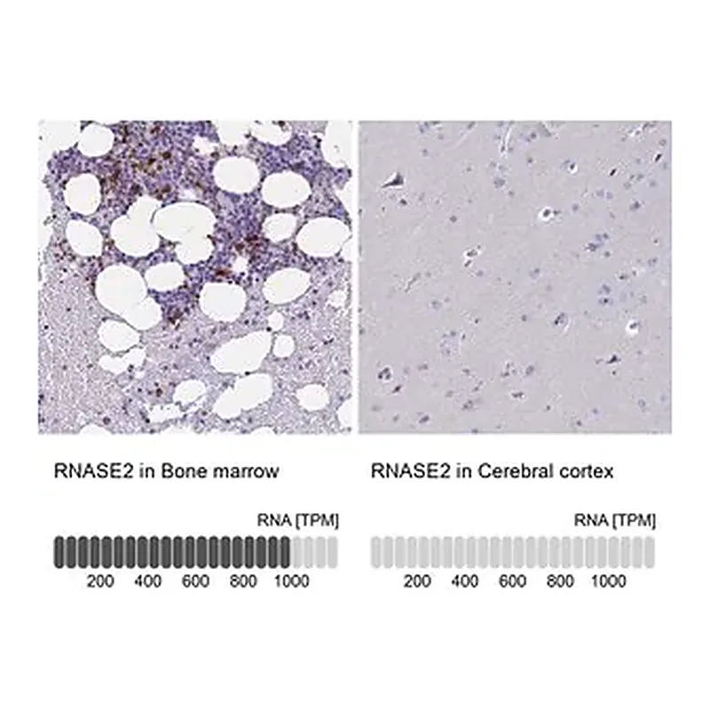 Merck Anti-RNASE2 antibody produced in rabbit