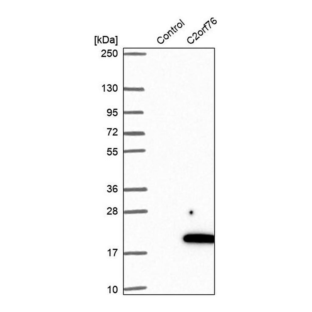 Merck Anti-C2orf76 antibody produced in rabbit