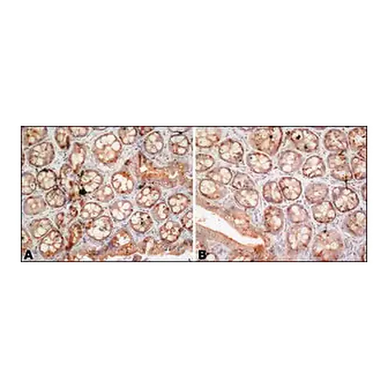 Merck Anti-FUS antibody produced in rabbit